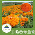 cGMP Manufacturer Supply Natural Bulk Marigold Powder Herbal Extract Lutein for Eye Medicine KS-01